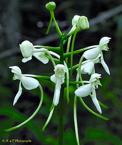{Platanthera integrilabia}